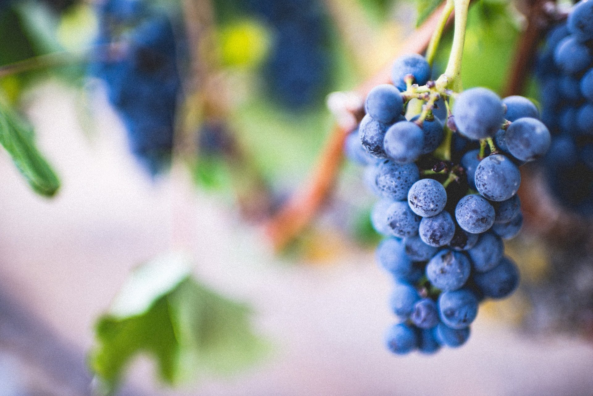 are grapes toxic to cats and dogs