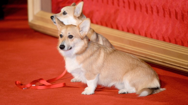 A Pembroke Welsh Corgi Dog Owned by Queen Elizabeth II – MyPuzzle.com USA