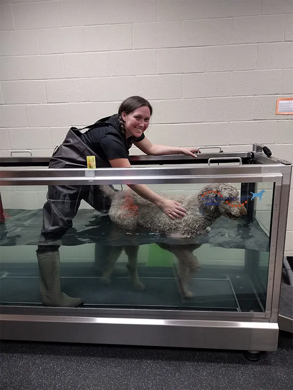 Shannon assisting Puddn Bell in his underwater treadmill session.