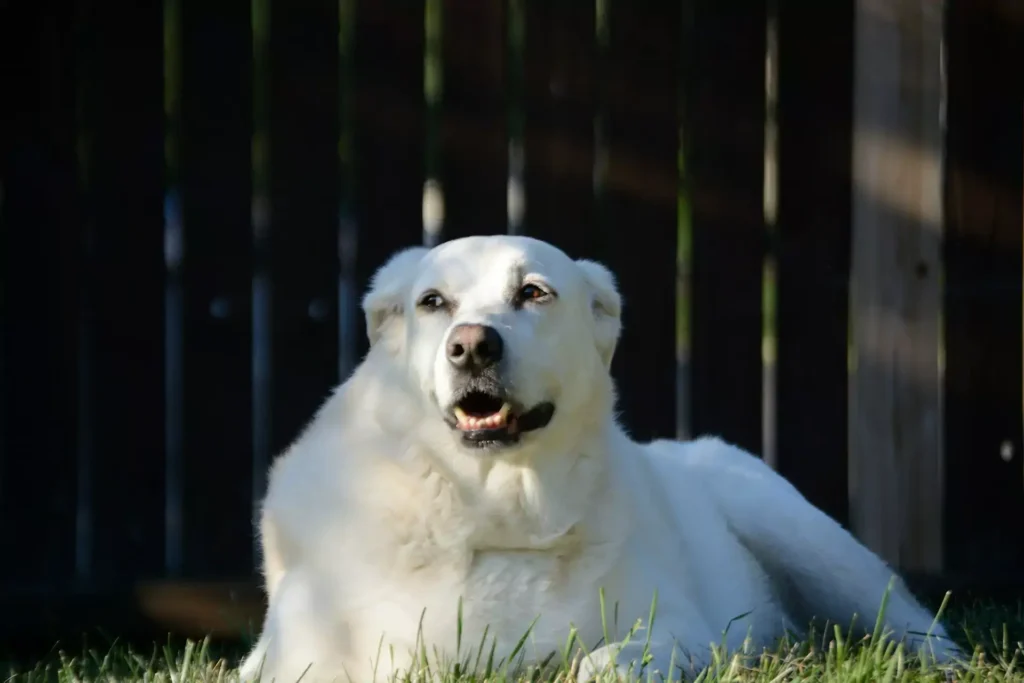 Keeping A Senior Dog Healthy