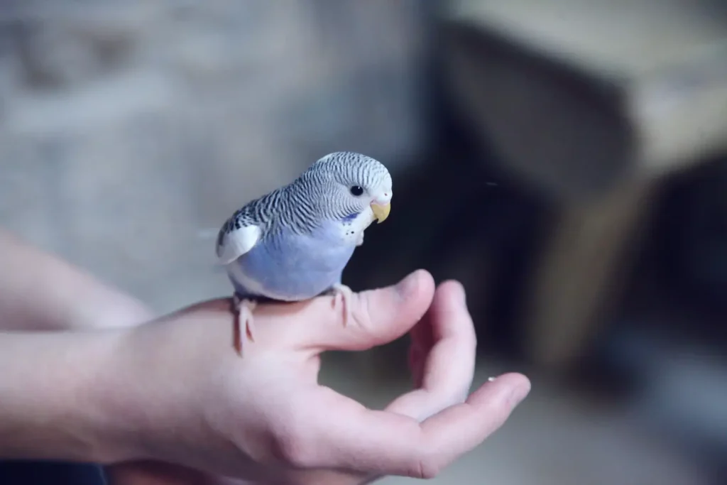 Setting Up A Bird Cage