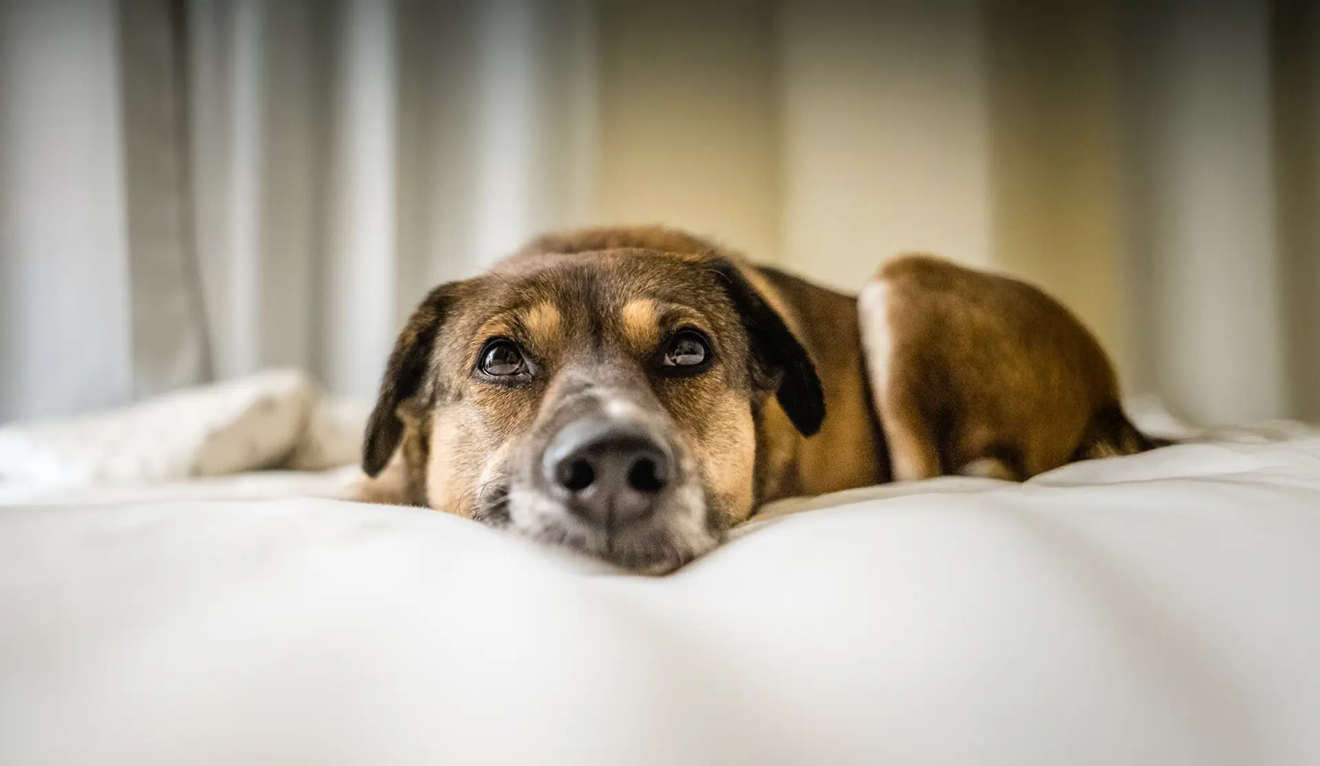 Image showcasing End of Life Care | Dakota Hills Veterinary Clinic