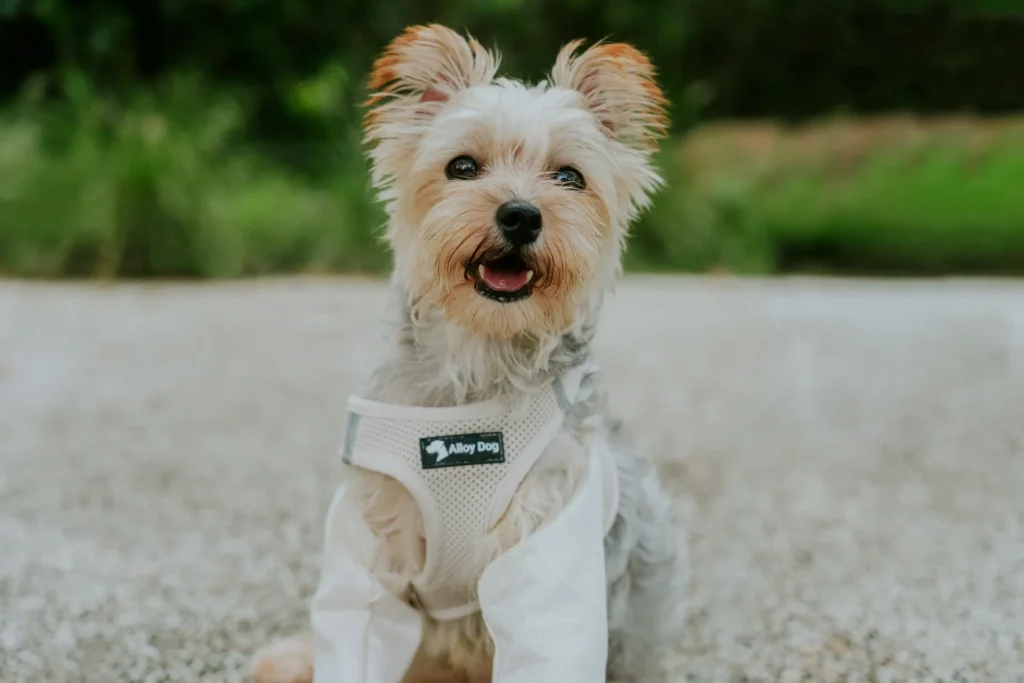 A small, scruffy terrier mix wearing a white harness and a white shirt sits outdoors.
