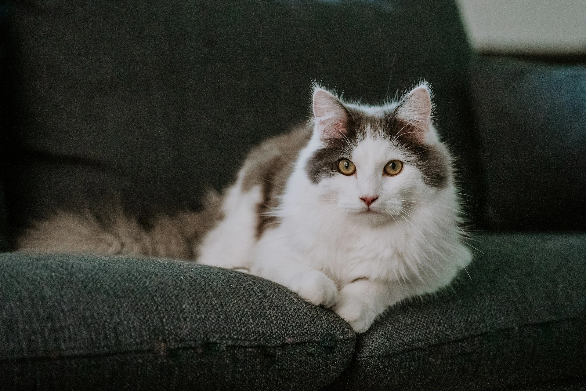 A gray and white cat rests on a dark gray textured sofa.