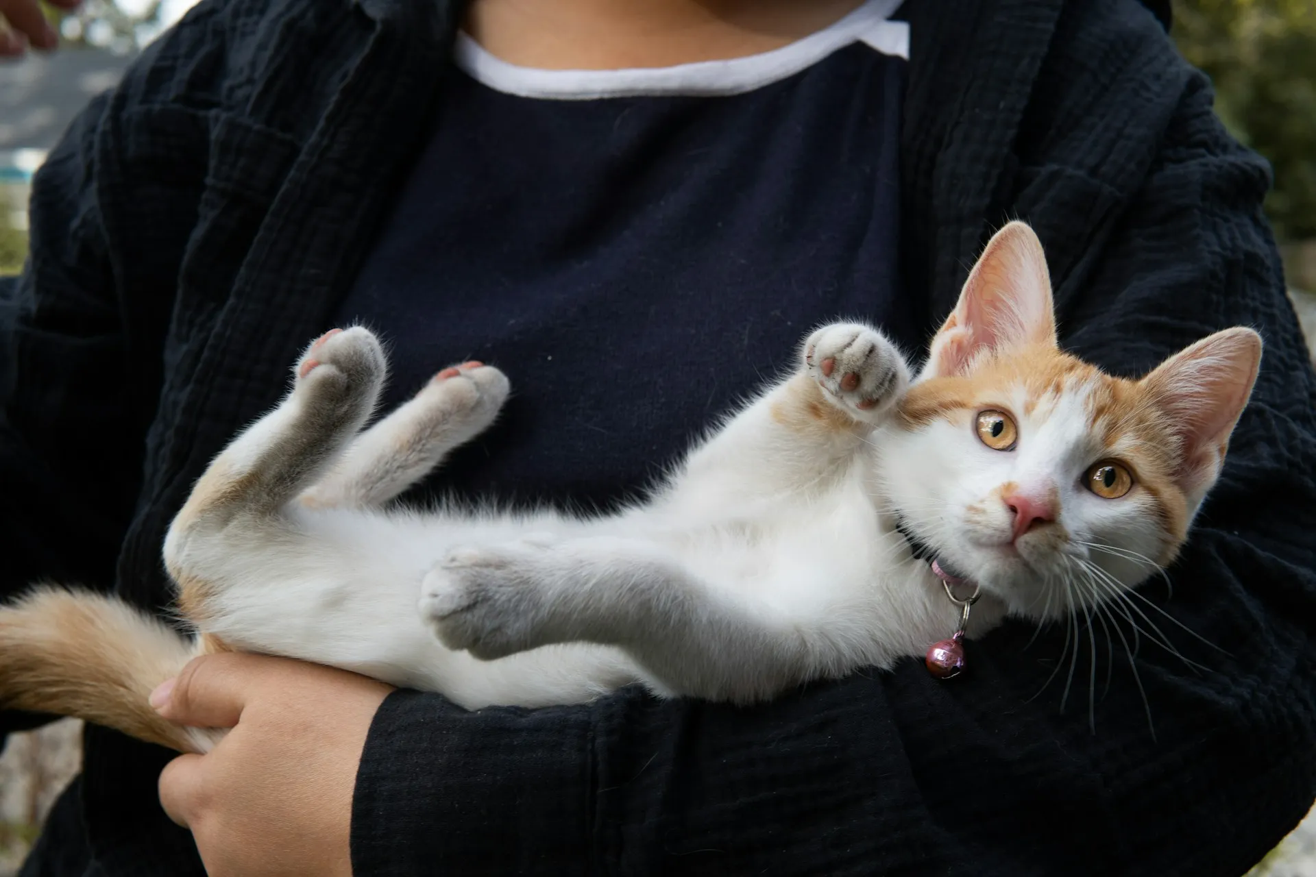 A ginger and white kitten lies on its back in a person's arms.
