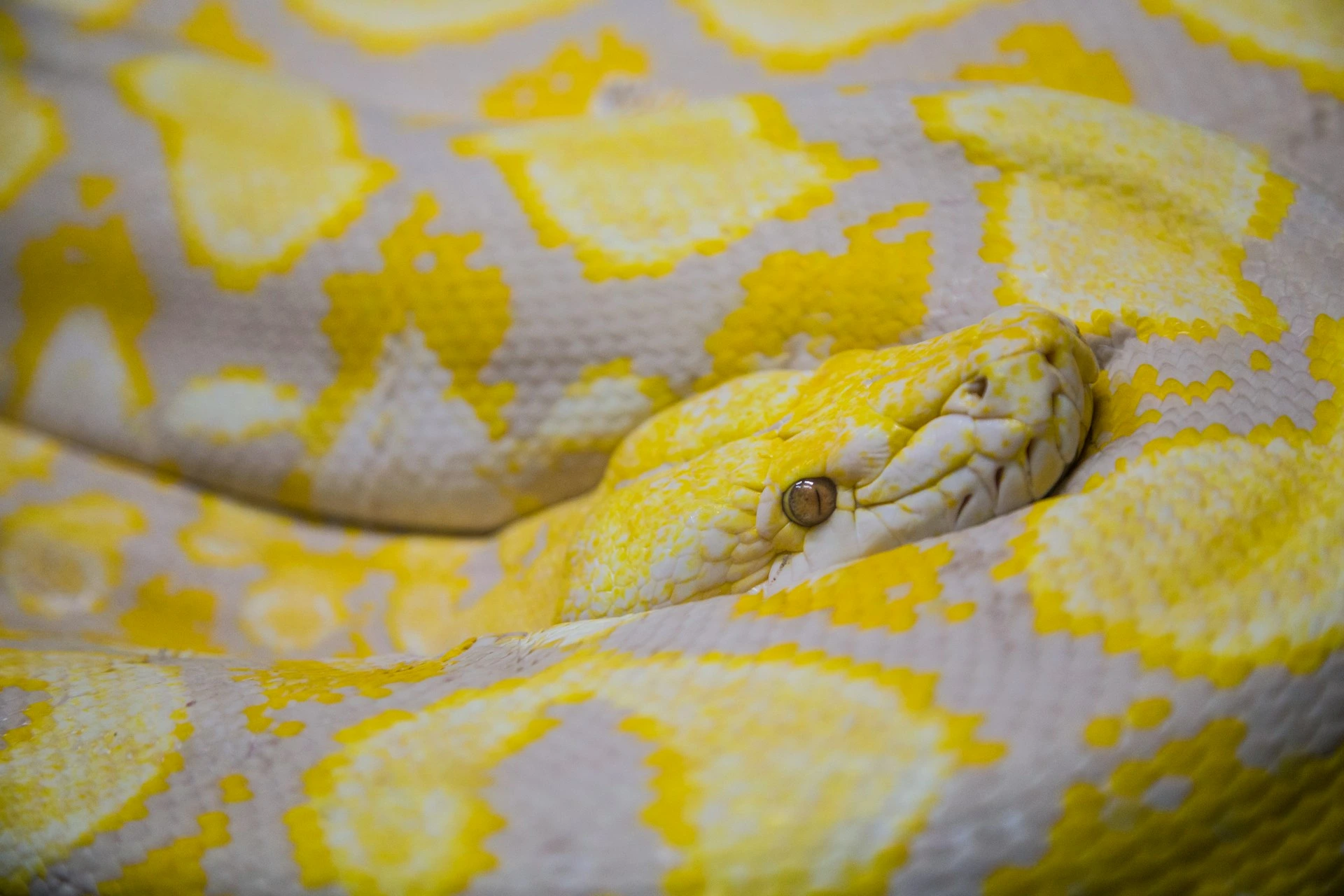 A coiled albino python with bright yellow and pale cream patterns.