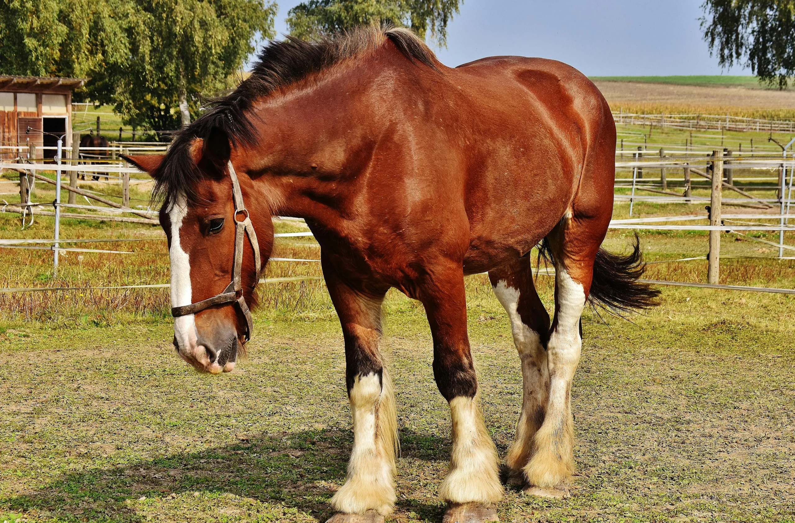 A large horse stands in a grassy paddock, wearing a simple halter.